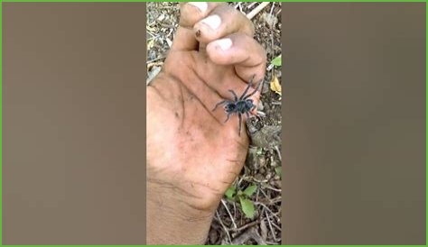 What is a Cacata?
